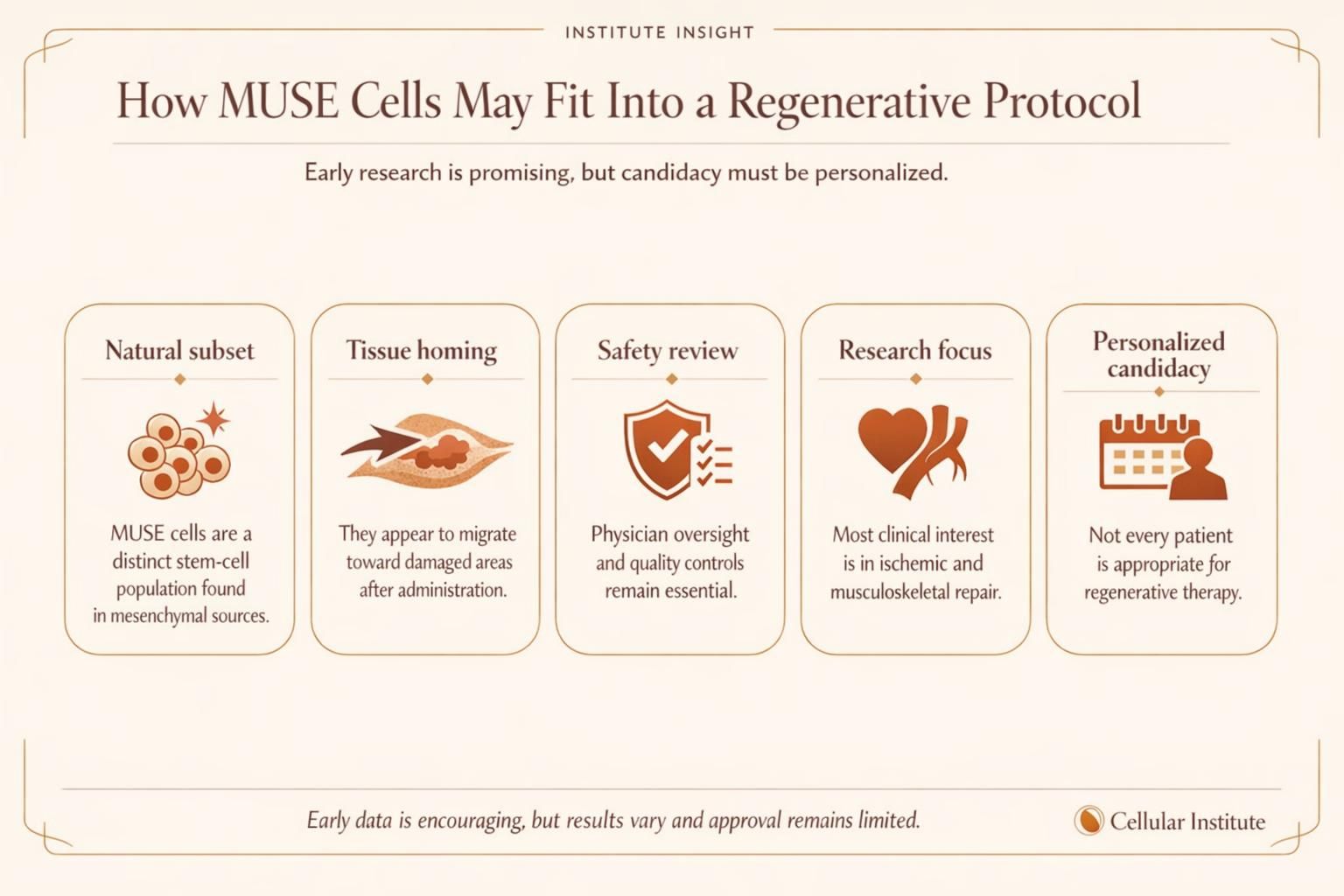 Educational infographic explaining how MUSE stem cells may fit into tissue repair and regenerative medicine evaluation.